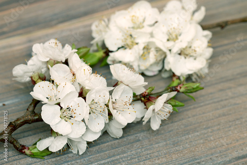fruit flowers on a background of wood, tree structure