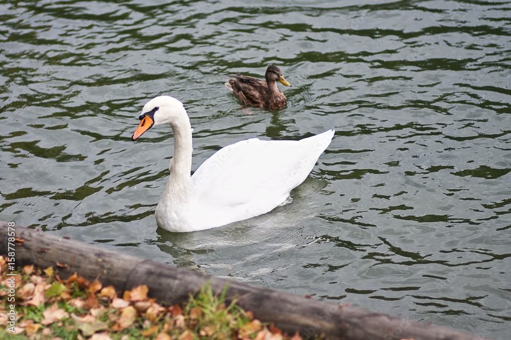 Fototapeta premium White swan and duck on the water 