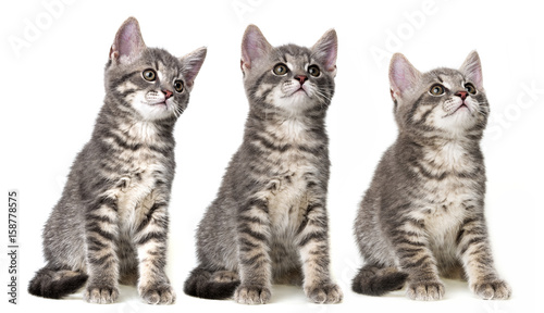 cute kittens isolated on white