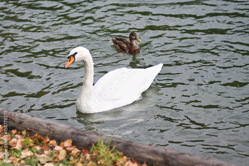 Fototapeta Naklejka Na Ścianę i Meble -  White swan and duck on the water

