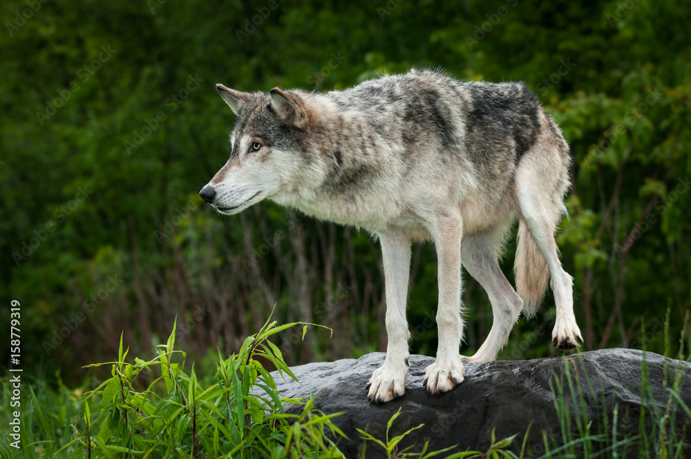 Grey Wolf (Canis lupus) Preps to Jump Off Rock