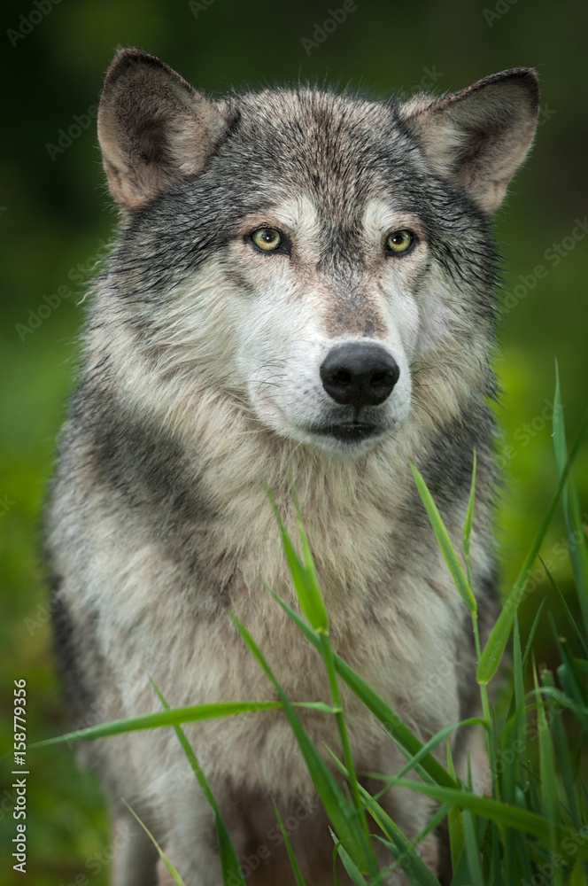 Grey Wolf (Canis lupus) Stands Behind Grass