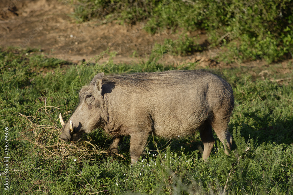 Common Warthog, Addo Elephant National Park Common Warthog, Addo Elephant National Park