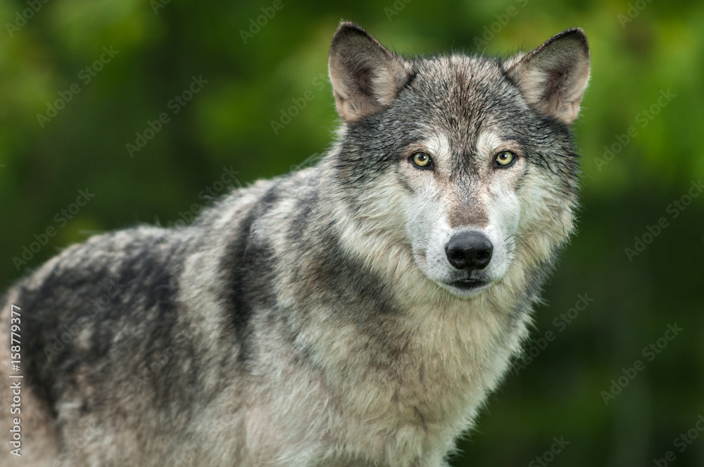 Grey Wolf (Canis lupus) Looks Out Head and Body