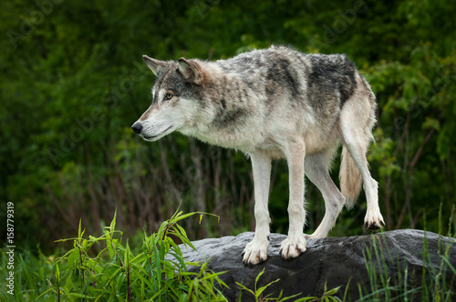Grey Wolf  Canis lupus  Preps to Jump Off Rock