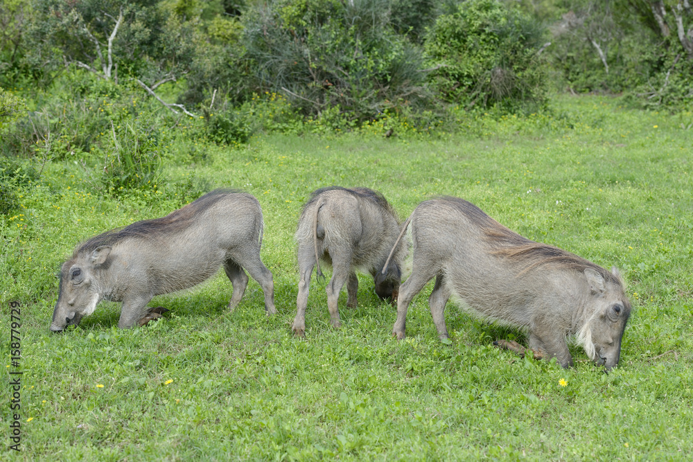 Common Warthog, Addo Elephant National Park Common Warthog, Addo Elephant National Park