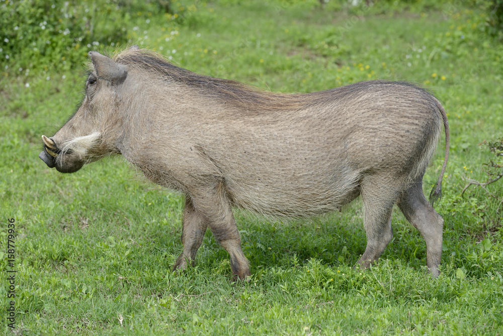 Common Warthog, Addo Elephant National Park Common Warthog, Addo Elephant National Park