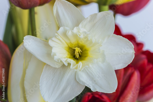Fototapeta Naklejka Na Ścianę i Meble -  white daffodils close up
