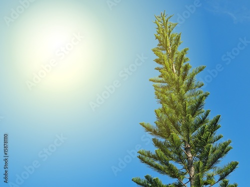 Pine tree with blue sky and sunlight.
