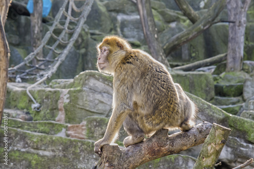Macaque monkey © Reidl