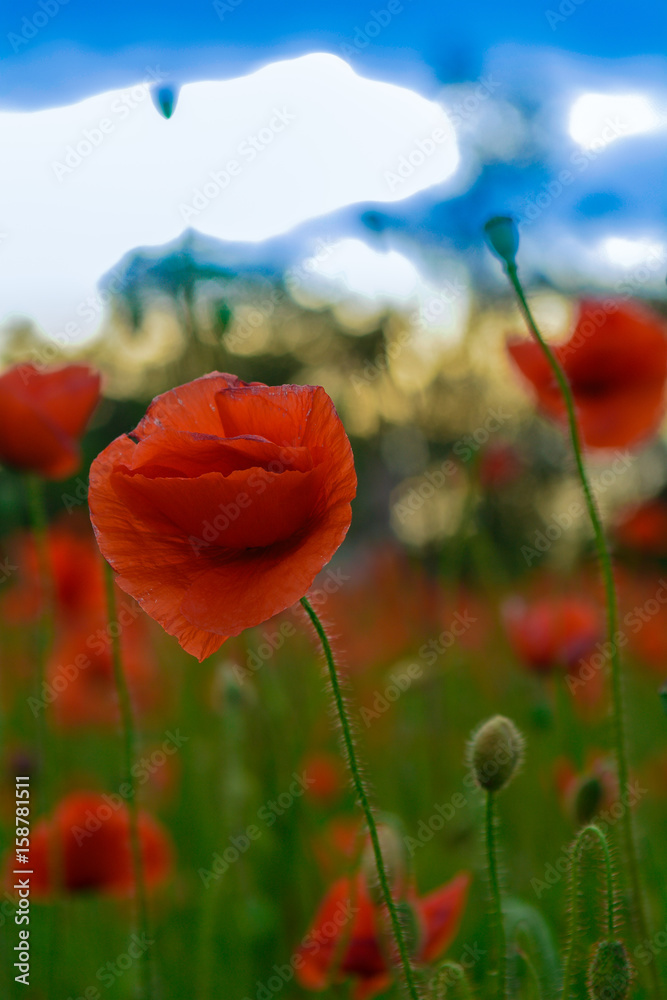 Naklejka premium Polne maki