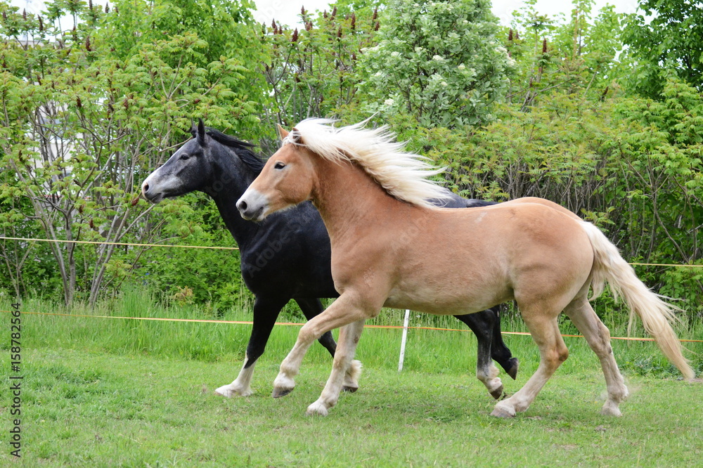 Two horse buddies II.