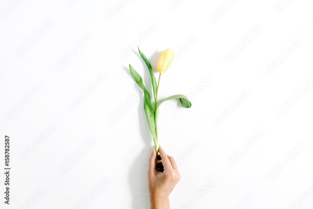 Woman hand holding beautiful yellow tulip flower on white background. Flat lay, top view. Woman hand holding beautiful yellow tulip flower on white background. Flat lay, top view.