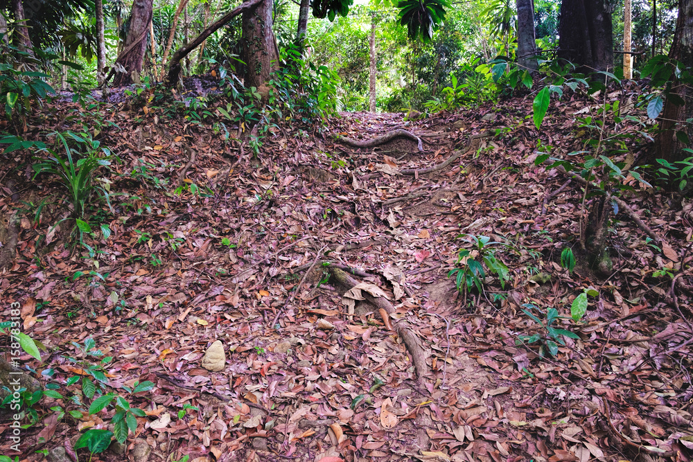 Walking trail in Thai dark tropical forest, Mu Koh Chang National Park, Chang island, Thailand. Path to the Khlong Phlu waterfall. Natural background. Soft Focus. Walking trail in Thai dark tropical forest, Mu Koh Chang National Park, Chang island, Thailand. Path to the Khlong Phlu waterfall. Natural background. Soft Focus.