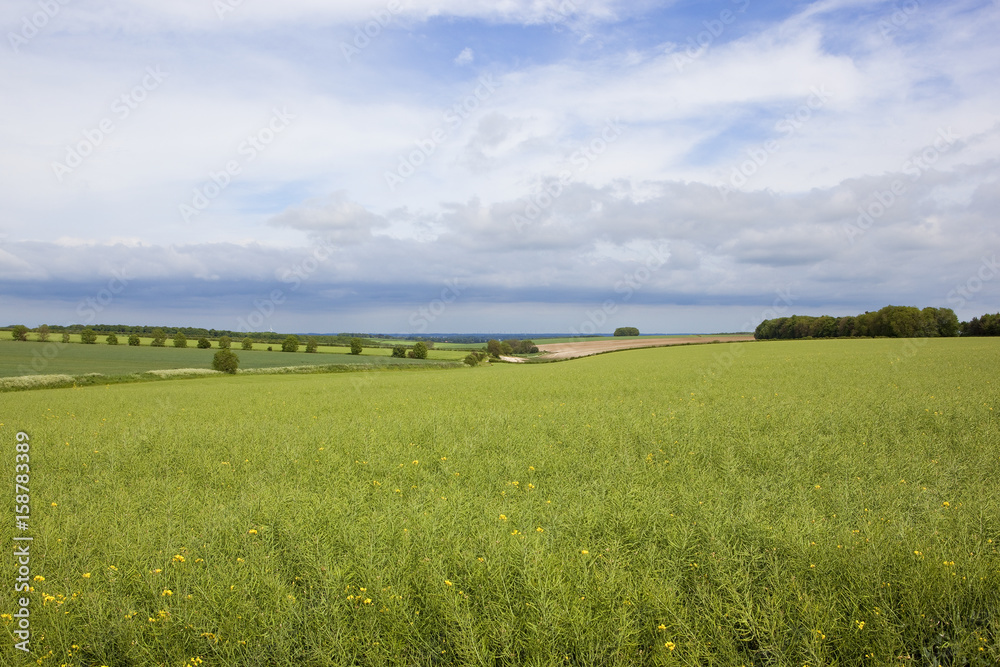 woods and oilseed rape woods and oilseed rape