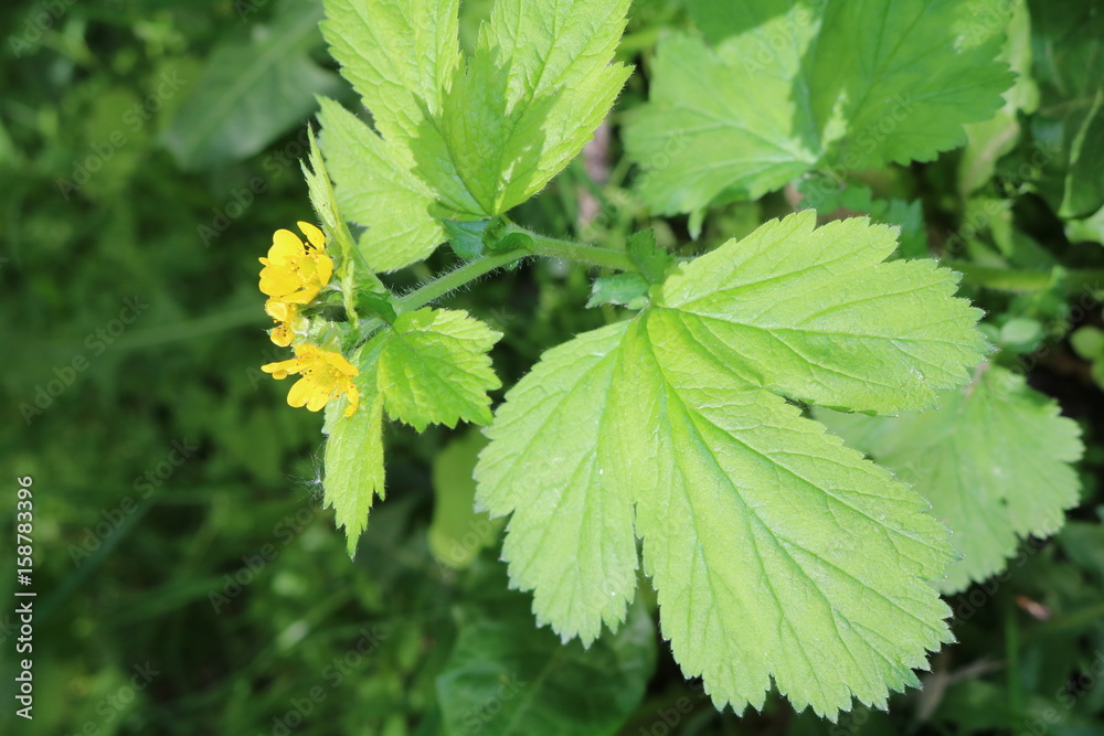 Gravel of Aleppo, or straight (Geum aleppicum) - a herbaceous perennial plant is called a clove root Gravel of Aleppo, or straight (Geum aleppicum) - a herbaceous perennial plant is called a clove root