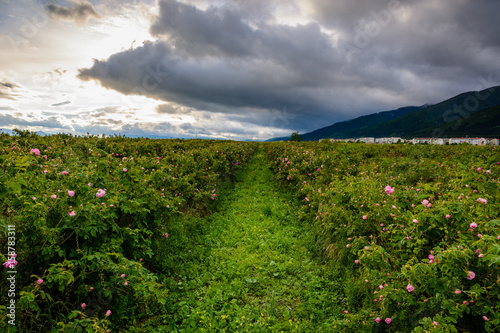 Foto Bulgarian rose field near Karlovo