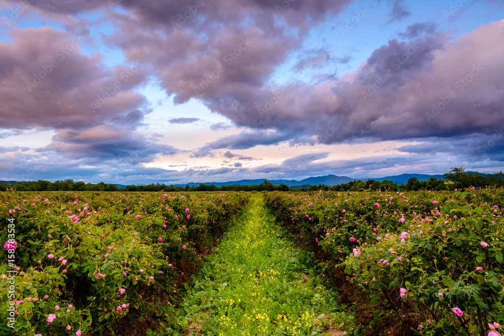 Naklejka premium Bulgarian rose field near Karlovo
