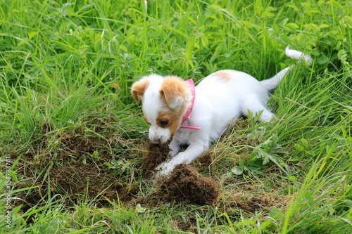 Young dog digging on a meadow © kraximus2010