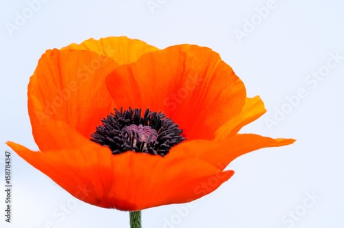 Red poppy flowers on a white background
