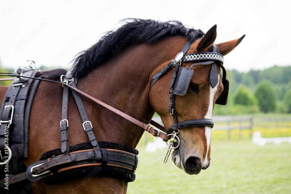 Portrait of horse pulling carriage in summer