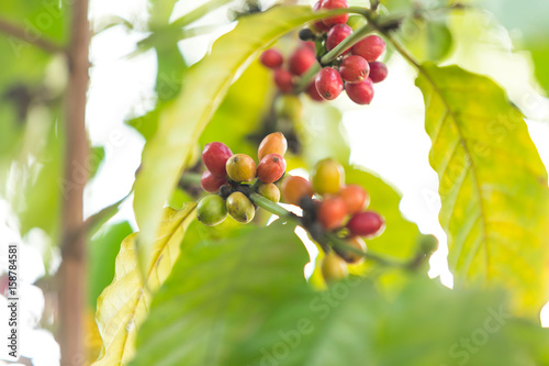 Wallpaper Mural coffee seeds blur background Torontodigital.ca