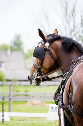 Portrait of horse pulling carriage in summer © virgonira