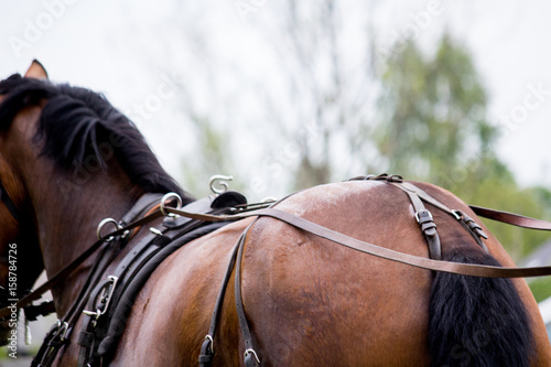 Close up of horse drawn carriage tack © virgonira