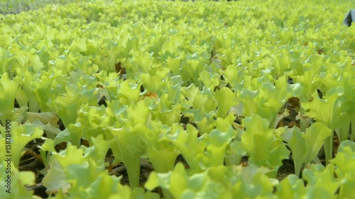 Rows of salad plants in greenhouse