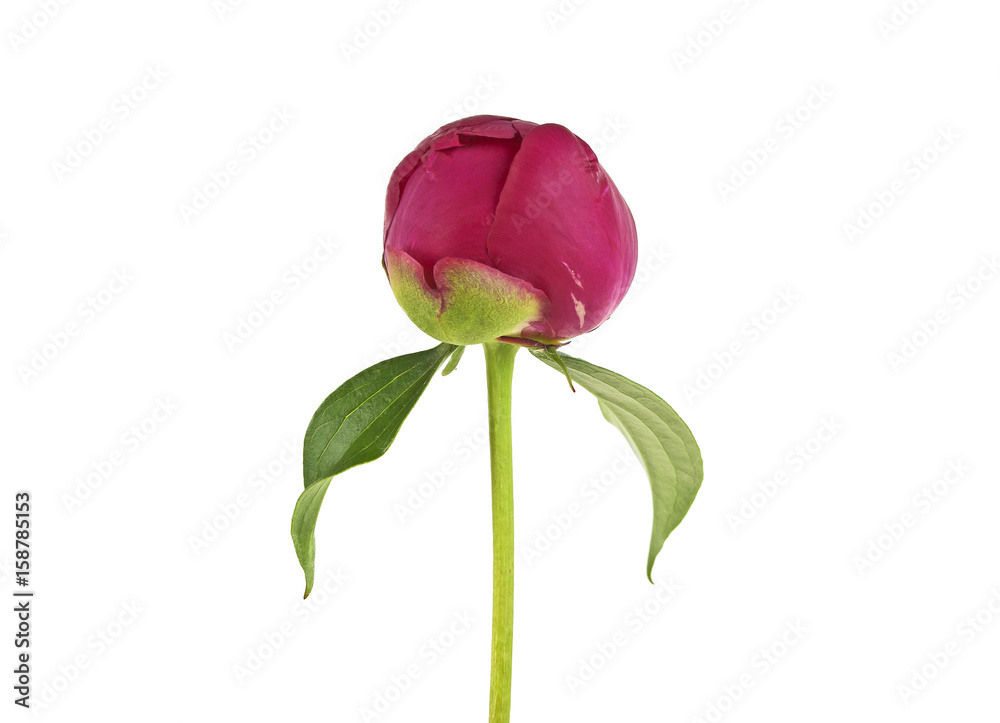 Obraz premium Peony flower bud isolated on white background
