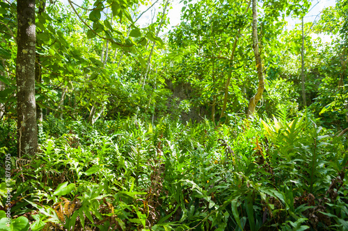 Stunning bush walk to wonderful Matapa Chasm a popular travel destination on island of Niue in South Pacific