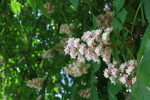 Horse chestnut, acorn, esculus (Aesculus) tree is widely bred in parks photo