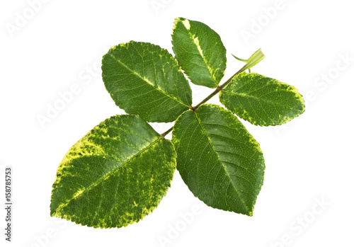 Rose leaves isolated on a white background