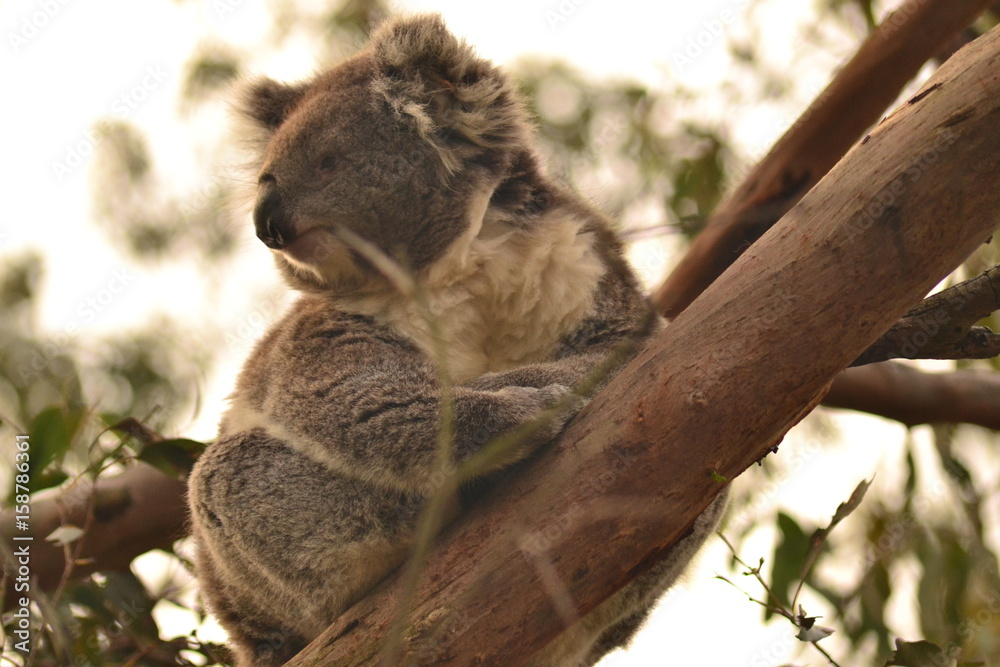 Obraz premium Koala 