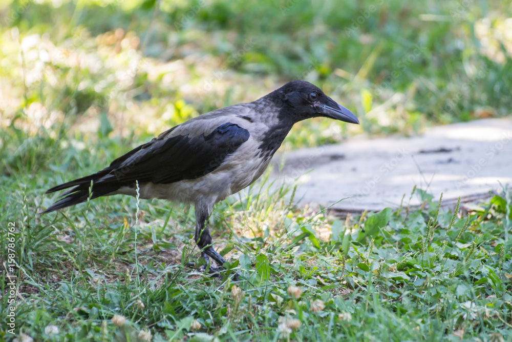 Black and Gray Colored Hooded Crow on park background Black and Gray Colored Hooded Crow on park background