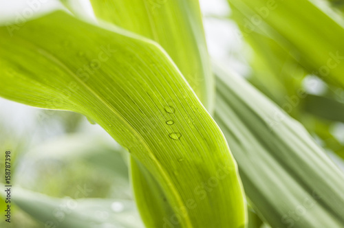 Wallpaper macro  water drow morning dew backlight green bamboo leaf central position