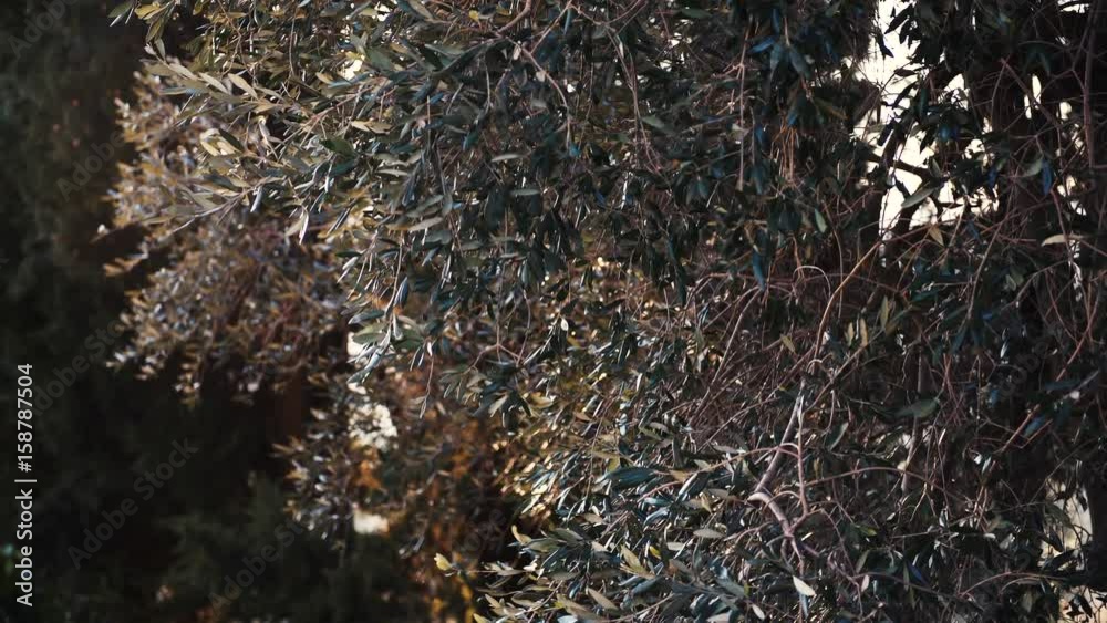 Video of olive tree leaves moving by the wind on sunset in Italy, 4K .