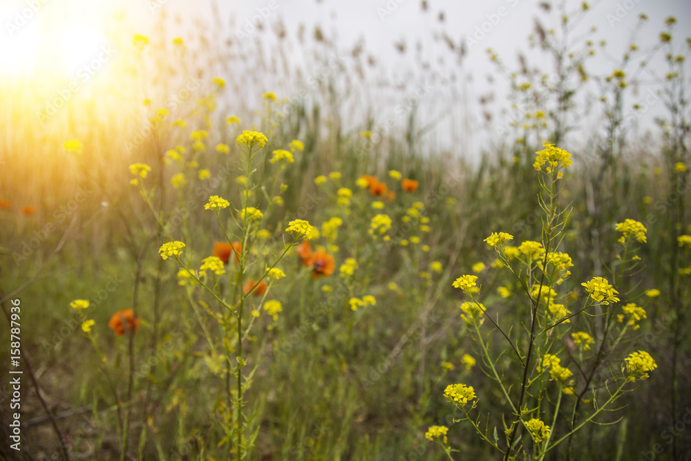 Little yellow meadow flowers and poppy, blurred background. meadow flowers and 