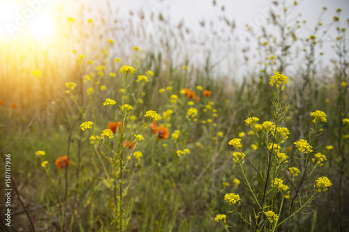 Little yellow meadow flowers and poppy  blurred background. meadow flowers and 