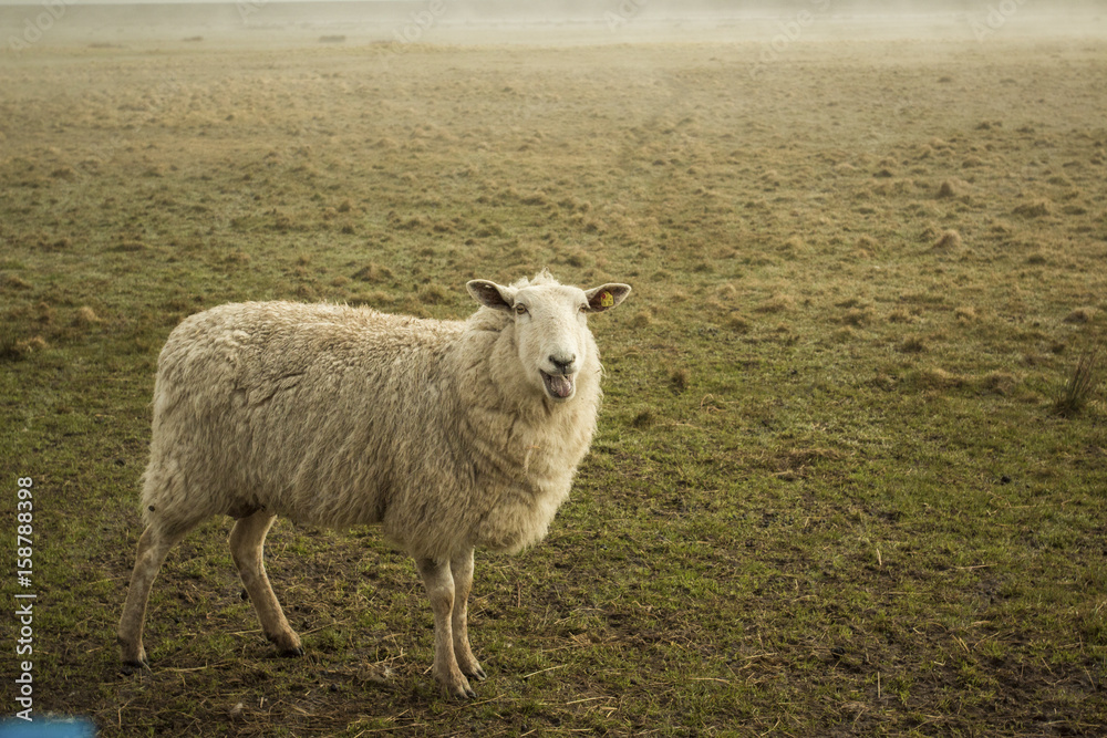 Obraz premium Schaf
