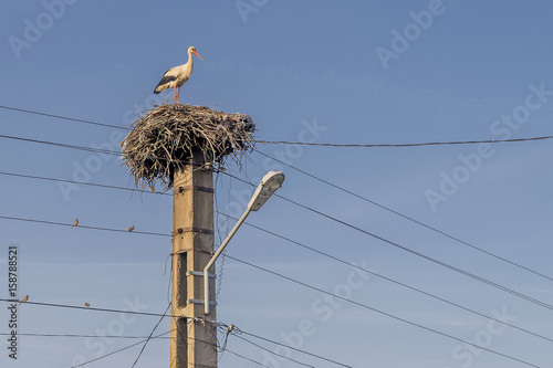 Beautiful stork standing on a large nest positioned above a pole of the power line of the village of Toceni, Craiova, Romania photo