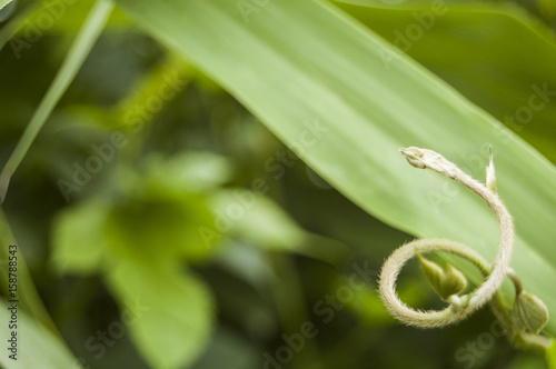 Wallpaper macro climbing bud on green bamboo leaf right position