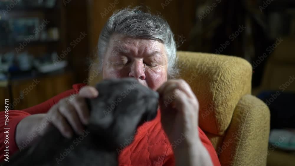 Elderly woman in an armchair giving her cat a tasty treat. Gray cat eats meat flavored soft stick.