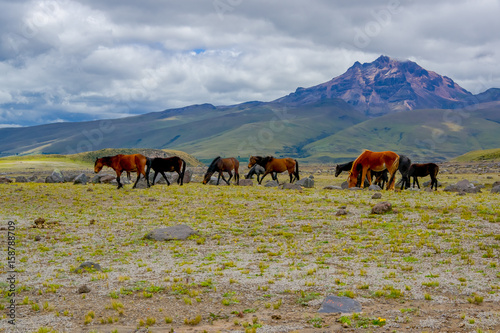 Herd of beautiful wild horses in the National Park Cotopaxi