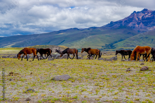 Herd of beautiful wild horses in the National Park Cotopaxi