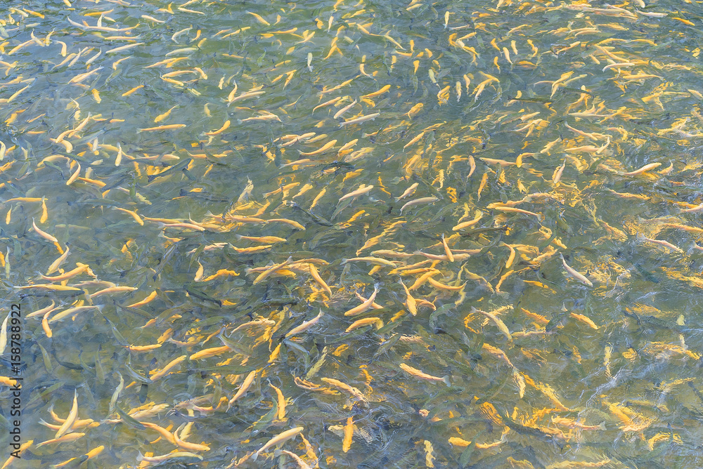 Adult amber trout fish in an artificial pond. School of fish in trout farm. Bright yellow and orange fish. Breeding of trout for food industry