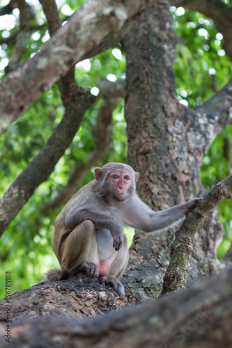 adult female rhesus monkey sits on a tree holding a branch
