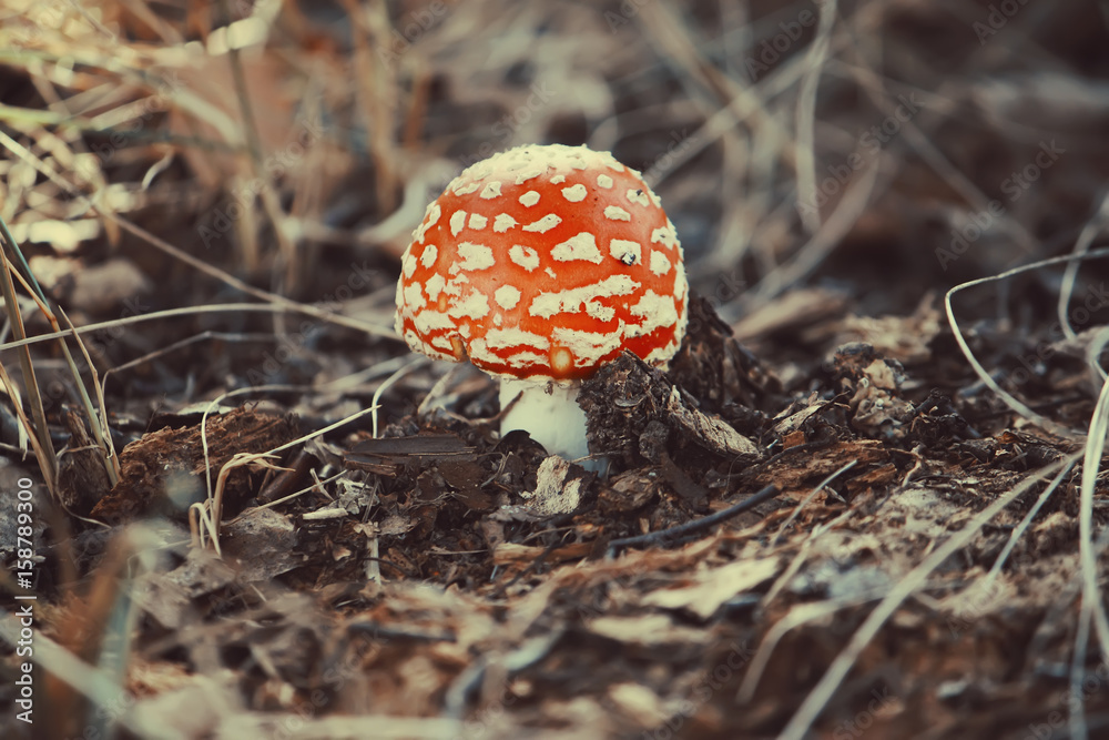Amanita red mushroom in the forest Amanita red mushroom in the forest