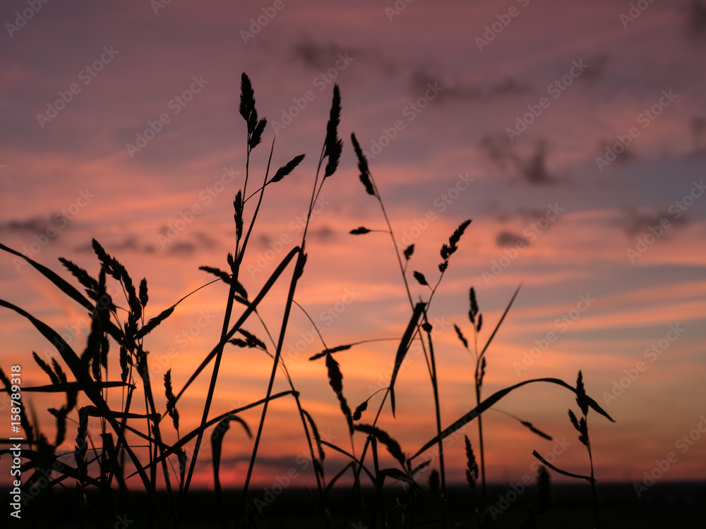 Obraz premium silhouette from grass and colorful sky