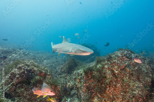 white tip reef shark © Ashton